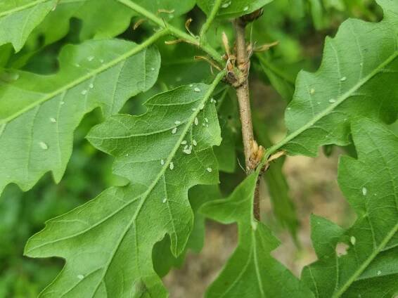 Tuberculatus annulatus / Oak aphid