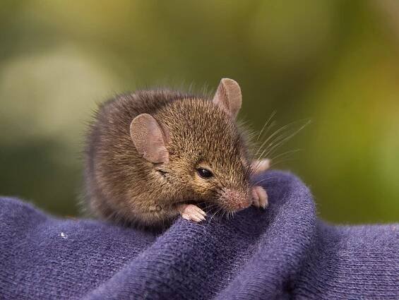 Vačnatec antechinus: Seznamte se s malým živočichem, který stráví sexem až 14 hodin denně - NeposlušnéTlapky