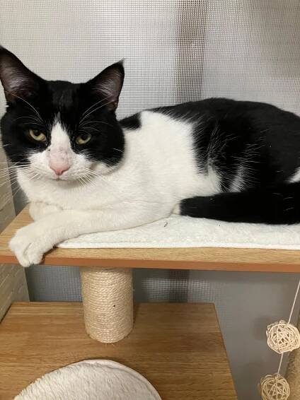 Sidney – The Cats Whiskers Rescue