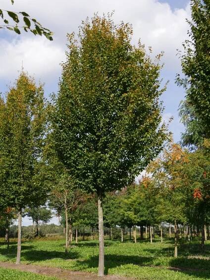 Carpinus betulus 'Frans Fontaine'