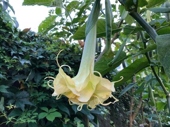 SOMMER DREAMS | Brugmansia