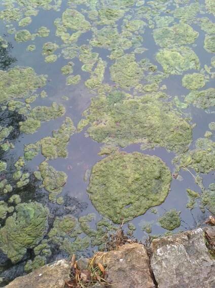 Blue-green algae toxicity in Pet Ducks