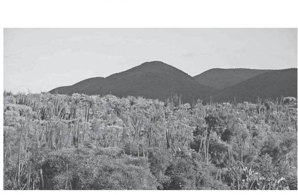 Figure 10.1 A view of the sacred forest on a hill in Ankodida protected area

