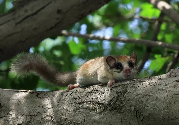 Plch lesní (Dryomys nitedula) – Dmitry Fch / Shutterstock