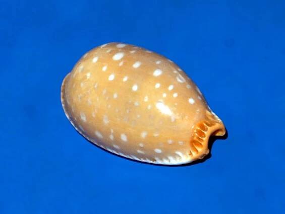 Staphylaea limacina