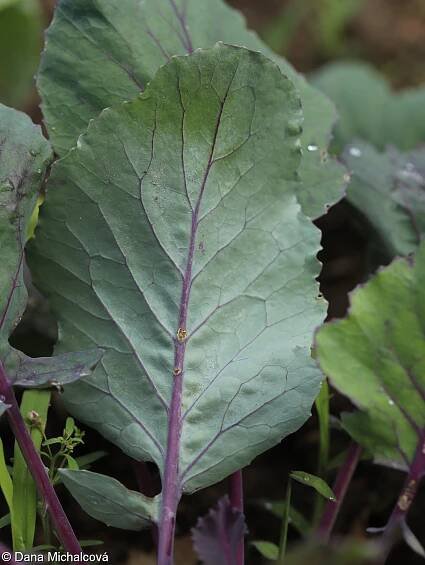 Brassica oleracea – brukev zelná