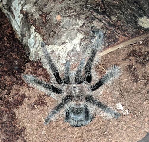 Tliltocatl albopilosus