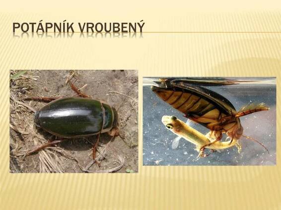 PPT - Brouci ( Coleoptera ) PowerPoint Presentation, free download - ID:1927491