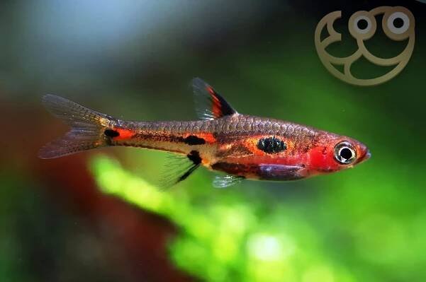 Phoenix Rasbora - Boraras Merah Fish Profile & Care Guide