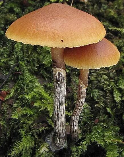 Lysohlávka česká (Psilocybe bohemica)