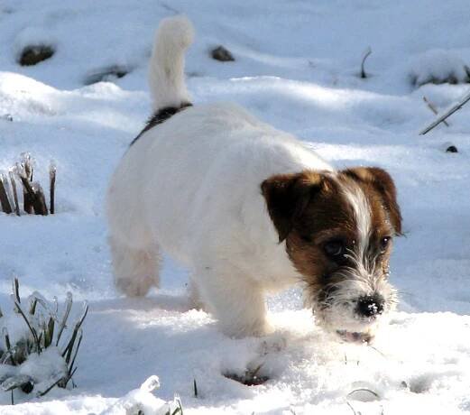 Jack Russell teriér
