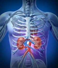 Anatomie a funkce ledvin
