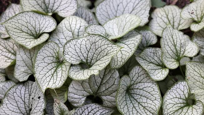 Brunnera macrophylla ‘Jack Frost’ features large, heart-shaped leaves with striking silver markings and delicate veins, forming a lush ground cover.