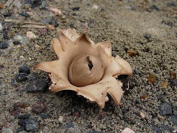 Hvězdovka brvitá - Geastrum fimbriatum Fr. | www.ohoubach.cz
