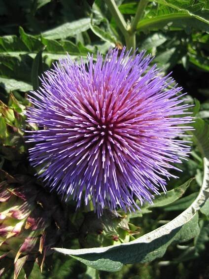 Cynara cardunculus bloom at CBG 2011.jpg