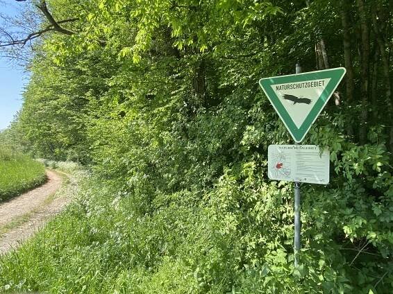 Waldmeister-Buchenwald bei Rölenommer