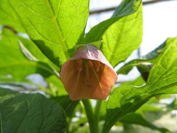 Soubor:Scopolia japonica-04.jpg