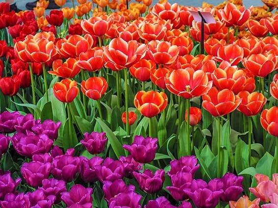 V Holandsku tulipány hrají všemi barvami