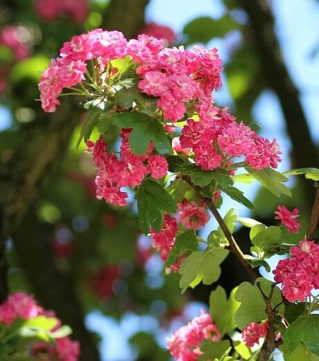 MAX GARDEN – rastliny, stromčeky a doplnky - Hloh krivokališný - Crataegus laevigata 'Paul's Scarlet' - na 150cm kmienku