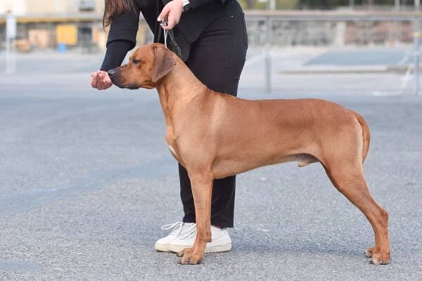 ARCHIBALD JASPER HAWAPORI - Český klub Rhodeských Ridgebacků