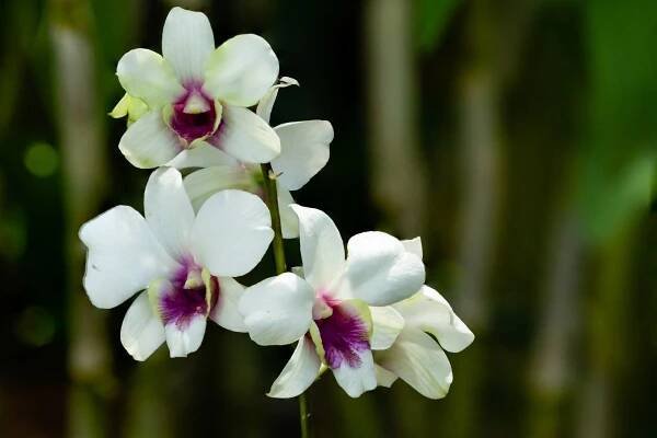 Orchidej rodu Dendrobium (Zdroj: Shutterstock)