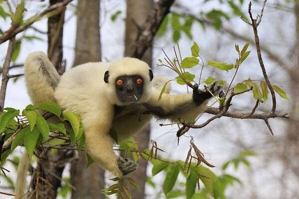 Sifaka Deckenův, park Tsingy de Bemaraha