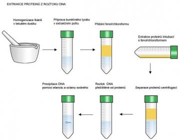 Izolace genomové DNA pomocí fenol-chloroformu - LabGuide.cz