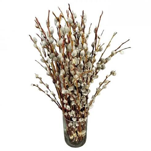 SALIX 80cm