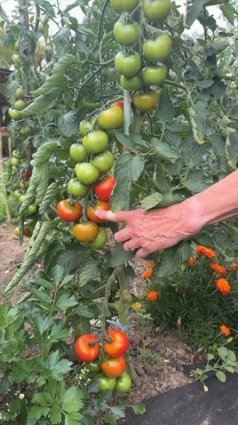 Jak správně zakrátit rajčata? #garden #zahrada #rada #zahradnizachranari #rajce #zelenina