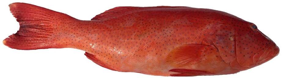 Leopard Coral Grouper