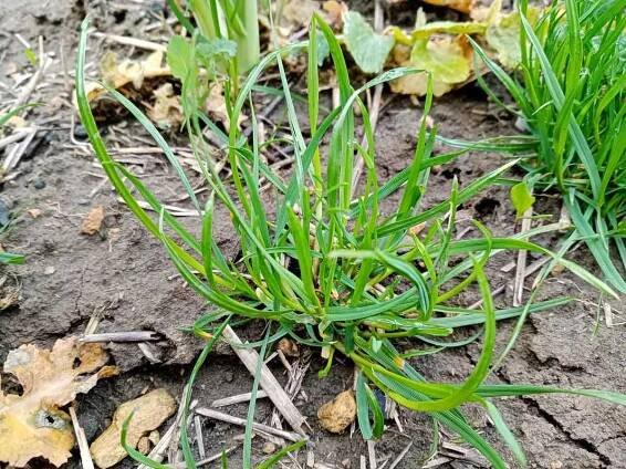 Ozimé jednoděložné plevele na orné půdě - Články - Agromanuál.cz