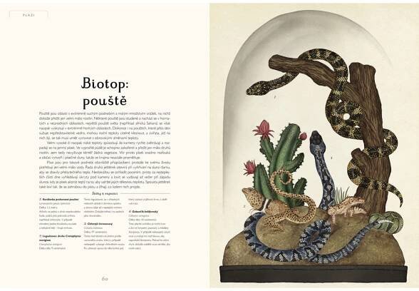 Animalium | Rodinné dětské knihkupectví | Zlatavelryba.cz