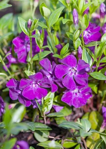 Barvínek ATROPURPUREA Barvínek obecný TMAVĚ FIALOVÝ KEŘ Sazenice Latinský název vinca minor