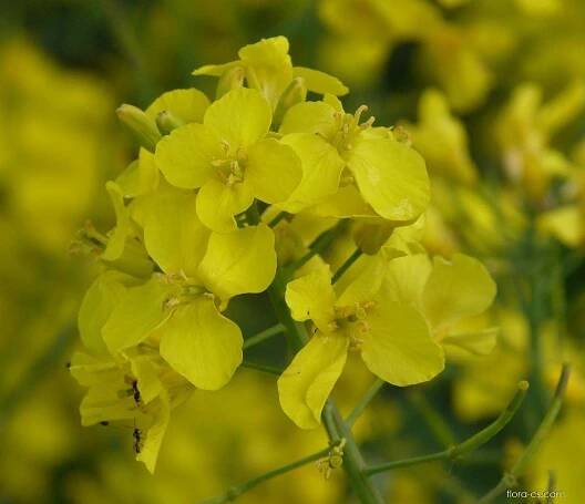 Brukev řepka (Brassica napus)