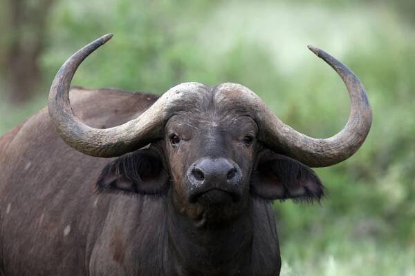 Anthrax is killing wildlife, and it’s putting humans at risk, too
