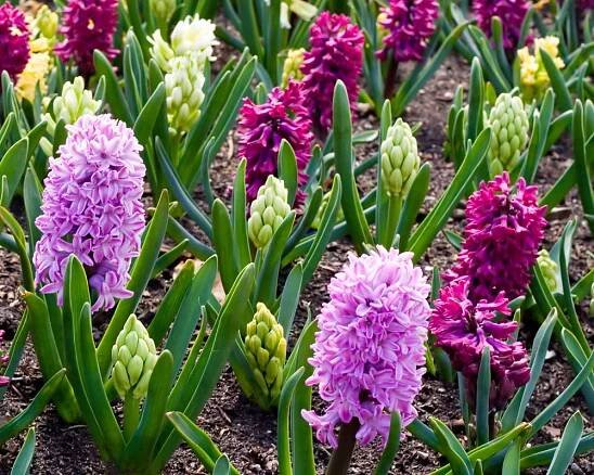 Planting Bulbs This Fall is the easiest way to have Spring Blooms! - Strange's Florists, Greenhouses and Garden Centers