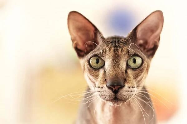 Peterbald | Cat’s Best