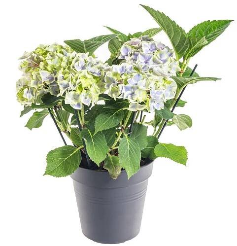 Hortenzie velkolistá, Hydrangea macrophylla, modrá, skladem | ZAZUMi.cz