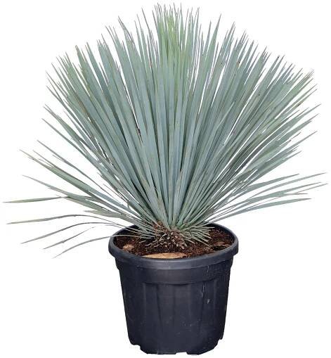 Piardino Juka Juka rostrata; velikost květináče: 40 cm