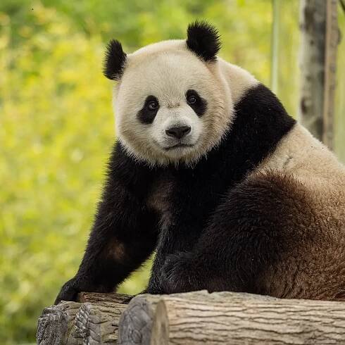 Giant Pandas Are Coming Back to Washington, D.C.