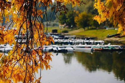 Bezplatný obrázek: podzimní sezóna, jezera, října, pobočky, listy, žluto hnědá, strom, podzim, list, příroda