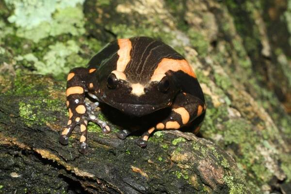 Banded Rubber frog