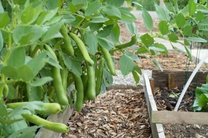 Jak správně sázet a pěstovat fazole + tipy k prevenci před škůdci
