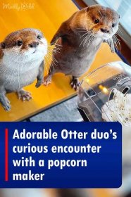 Adorable Otter duo’s curious encounter with a popcorn maker