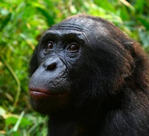 Muž Bonobo Lola ya Bonobo 2008.jpg