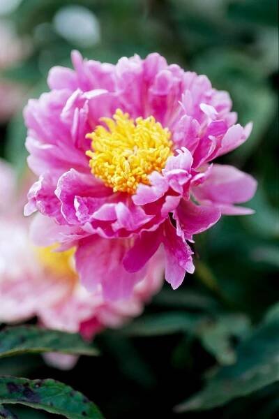 Paeonia 'Sweet Marjorie' peony