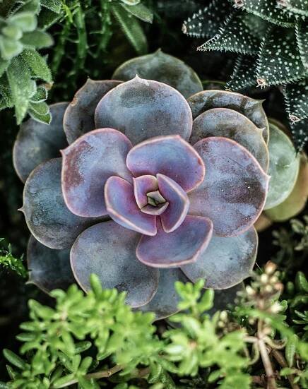Základová fotografie na téma @ venku, 4k tapeta, aloe, botanický, čerstvý, design rostlin, detail, domácí rostlina, domácí
