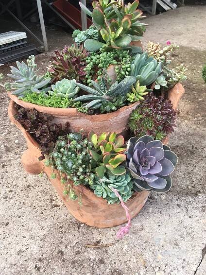 there are many succulents in the potted planter on the ground