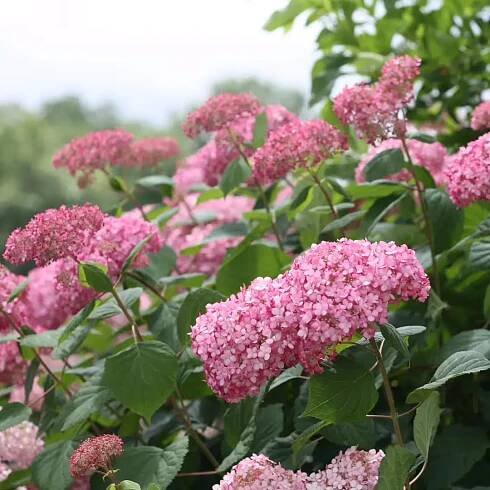 Grow For Me Gardening
