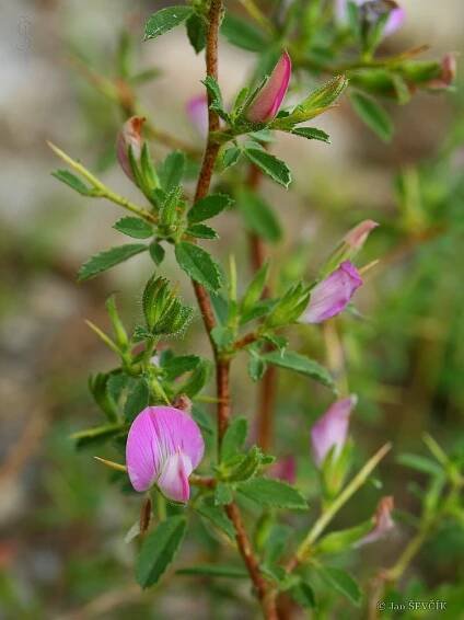 Fotogalerie DF: ononis spinosa; 1